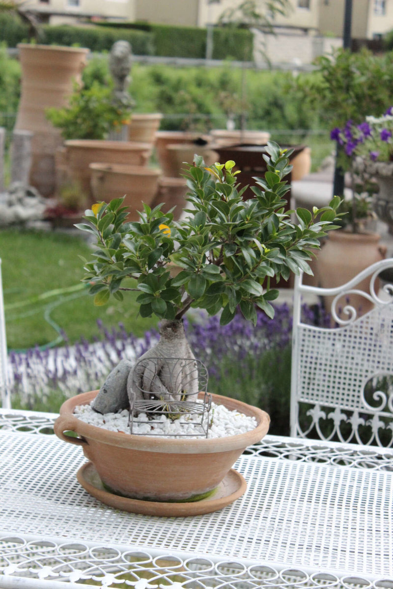 Keramikvase mit Bonsai von Kreta-Garden